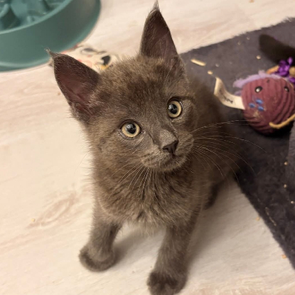 Adopter Popeye