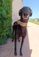 Adopter  chien : Sieran