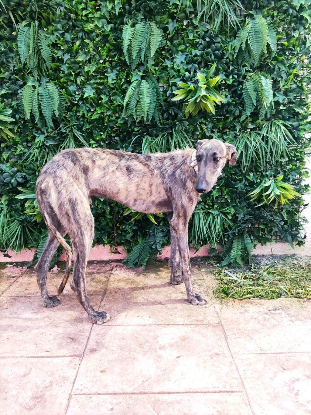 Adopter Ranmi