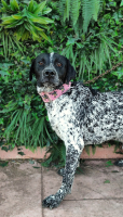 Adopter  chien : Polarity
