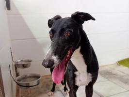 Adopter  chien : Kesia