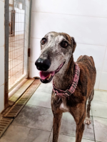 Adopter  chien : Pepa