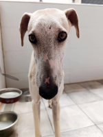 Adopter  chien : Milo