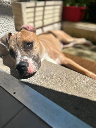 Adopter Kalah