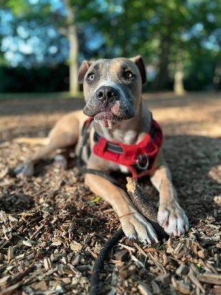 Adopter Kalah