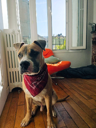 Adopter Kalah