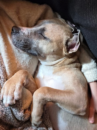 Adoption Kalah