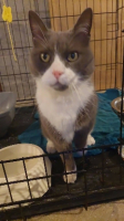 Adopter  chat : Caliné