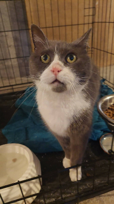 Adopter Caliné