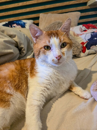 Adopter Gaspard