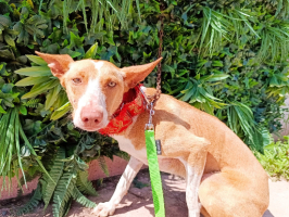 Adopter  chien : Camby
