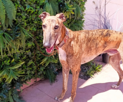 Adopter  chien : Dayro