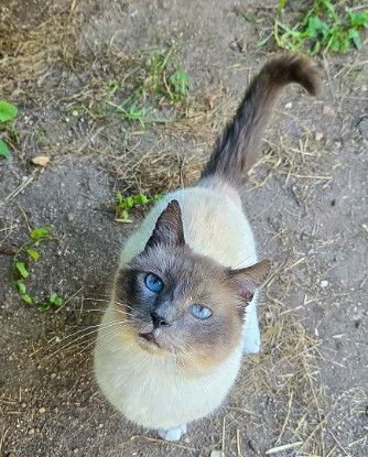 Adopter Resta