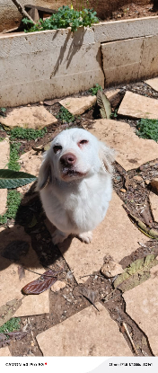 Adopter Lily