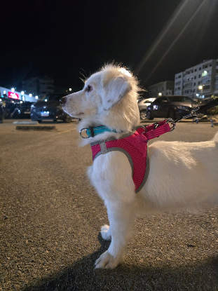 Adopter Lily