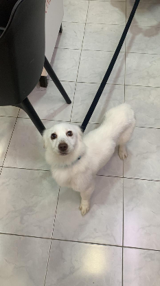 Adoption Lily