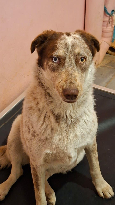 Adopter Maple