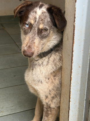 Adopter Maple