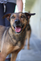 Adopter  chien : Fifi