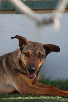 Adopter Fifi