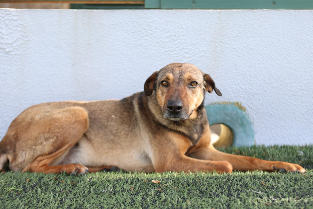 Adopter Fifi