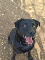Adopter  chien : Ember