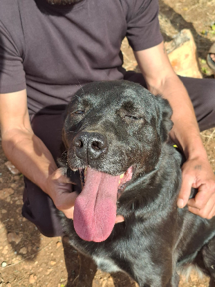 Adopter Ember