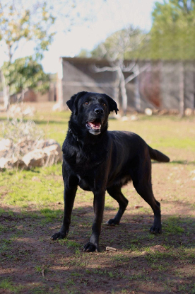 Adopter Ember