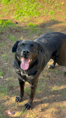 Adoption Ember