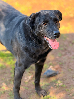 Adoption Ember