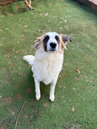 Adopter Vala