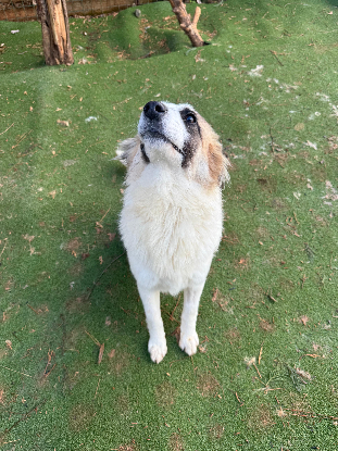 Adoption Vala