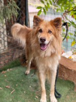 Adopter  chien : Beckett
