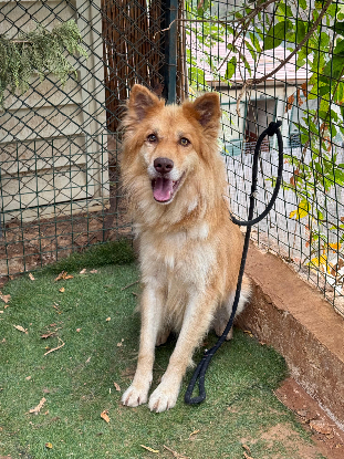 Adopter Beckett