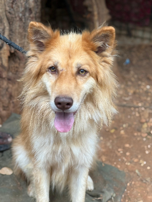 Adopter Beckett