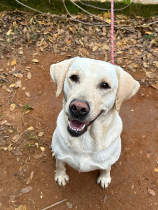 Adopter Sidney