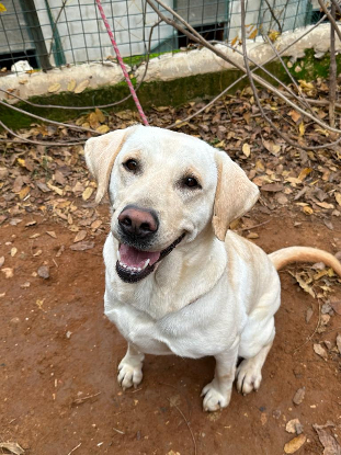 Adopter Sidney
