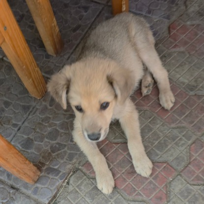 Adopter Codita
