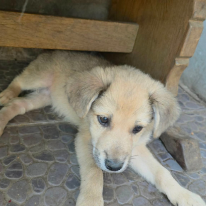 Adopter Codita