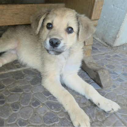 Adopter Codita