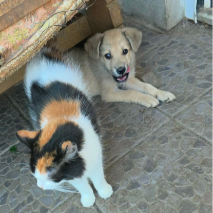 Adoption Codita