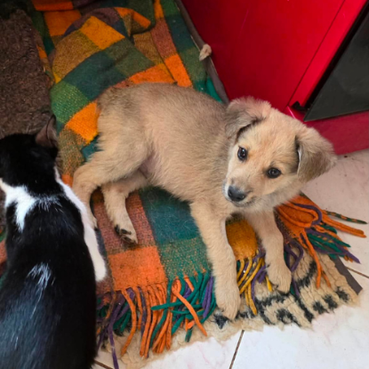 Adoption Codita
