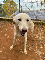 Adopter  chien : Glenda