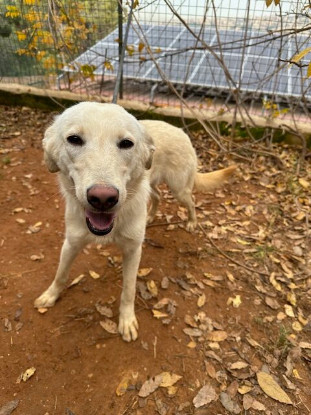Adopter Glenda