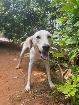 Adopter Dooley