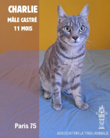 Adopter  chat : Charlie