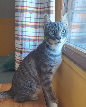Adopter Charlie