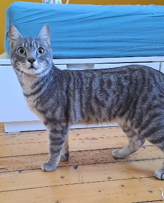 Adopter Charlie