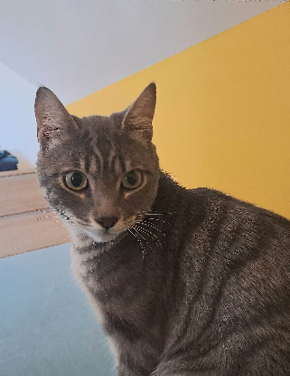 Adoption Charlie