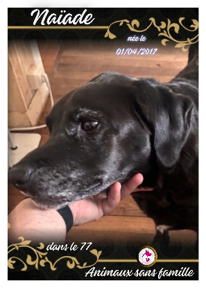 Adopter Naïade